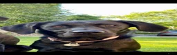 Labrador Retriever dogs for sale: Labrador puppies in Alnwick - Advert 4
