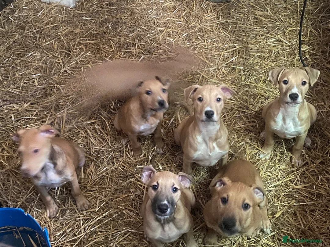 Mixed Breed dogs for sale: Bull cross puppies for sale in Chulmleigh - Advert 2