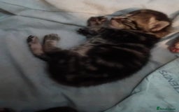 Mixed Breed cats for sale: Mixed breed kittens  - Image 4