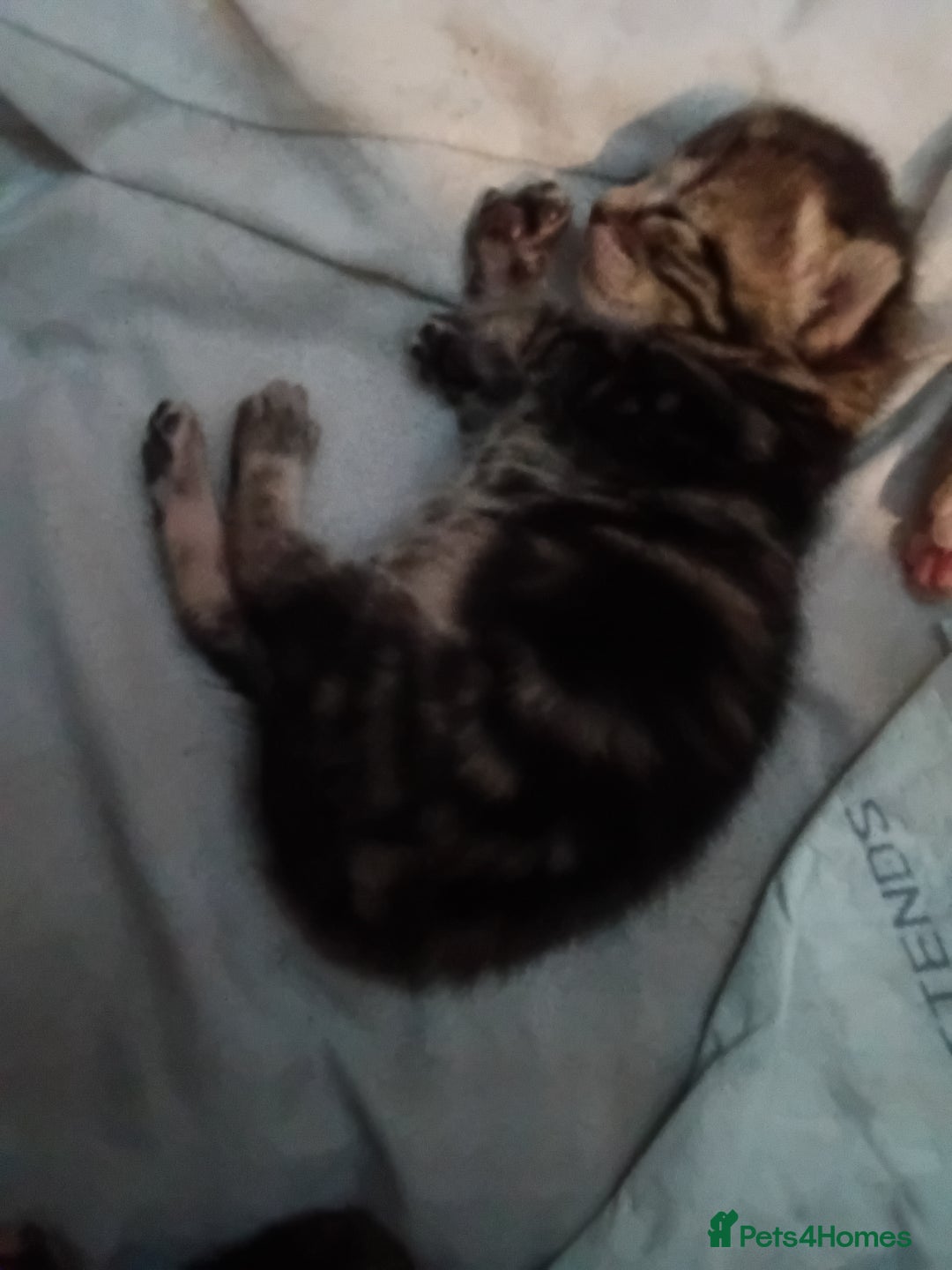 Mixed Breed cats for sale: Mixed breed kittens  - Image 4