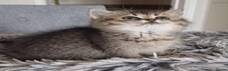 British Shorthair cats for sale: Beautiful TICA Scottish Straight and Fold kittens  - Advert 7