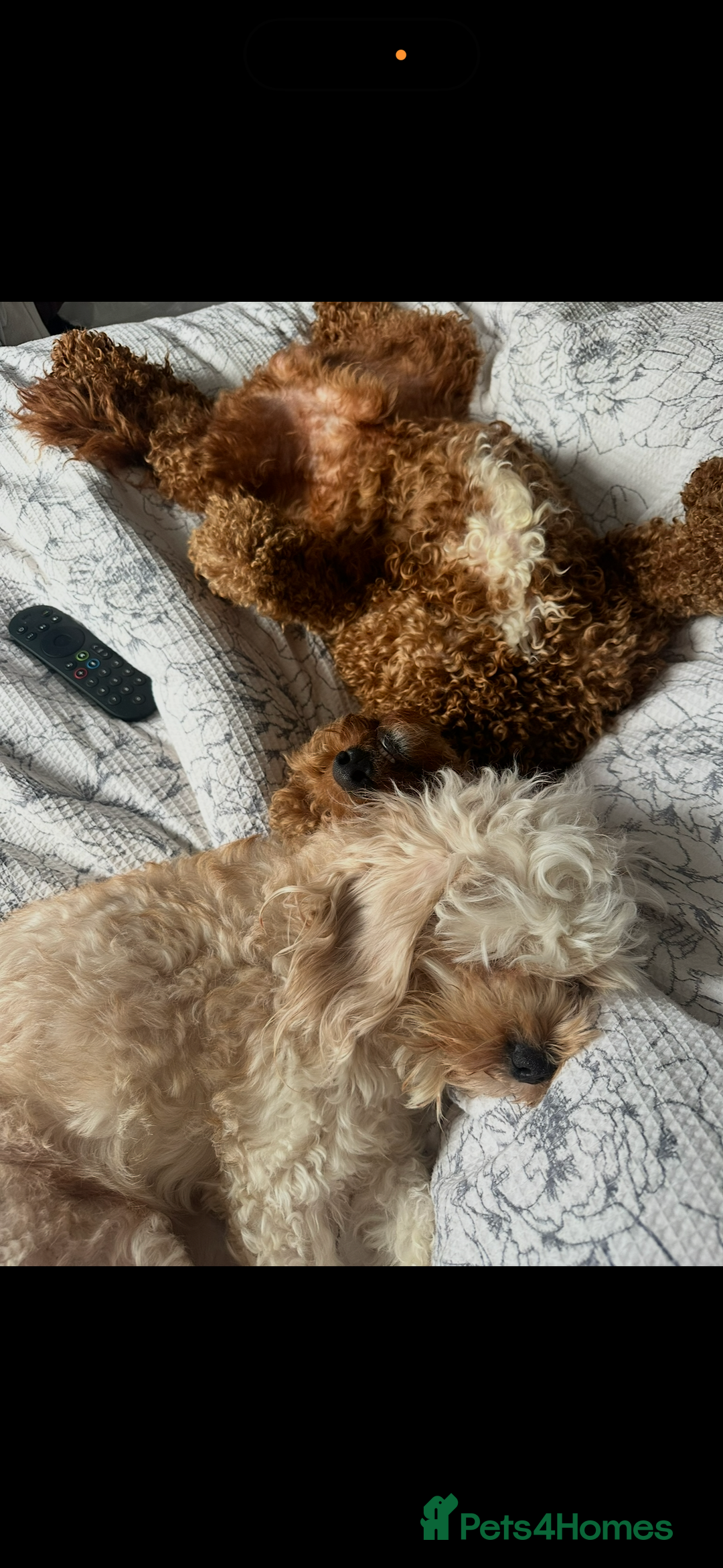 Cavapoo dogs for sale: 2 cavapoos needing to be rehomed together  - Advert 7