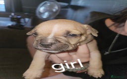 American Bully dogs for sale: Pocket bully puppies - Image 7