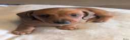 Dachshund dogs for sale: Dachshund puppies  - Advert 21