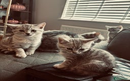 British Shorthair cats for sale: Silver tipped British Shorthair kittens  - Image 4