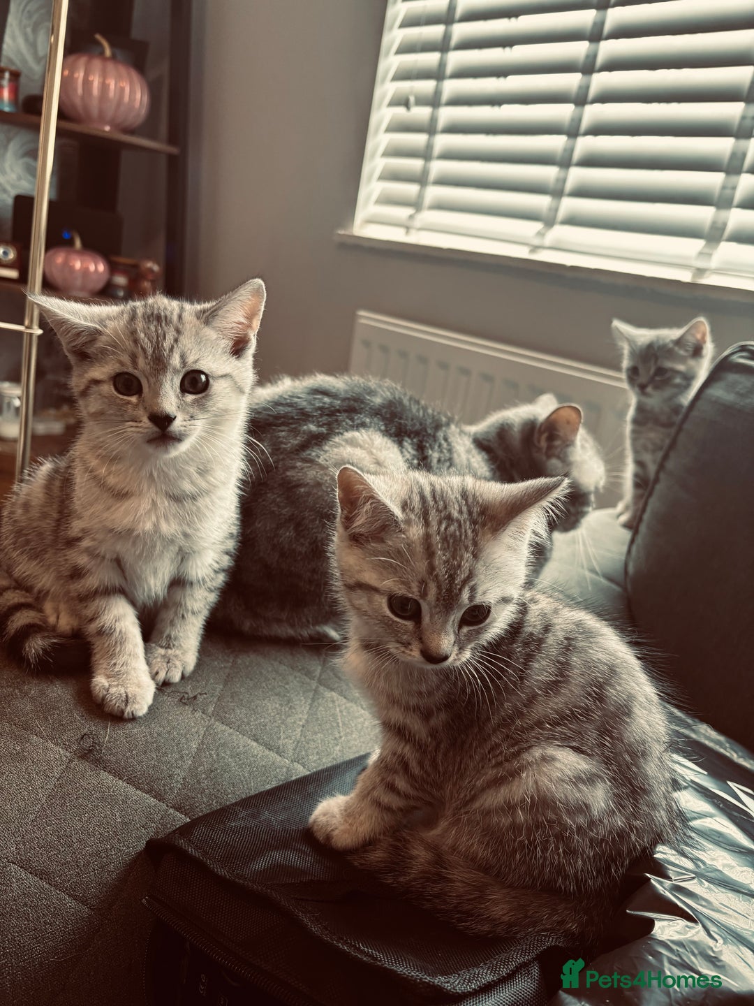 British Shorthair cats for sale: Silver tipped British Shorthair kittens  - Image 4