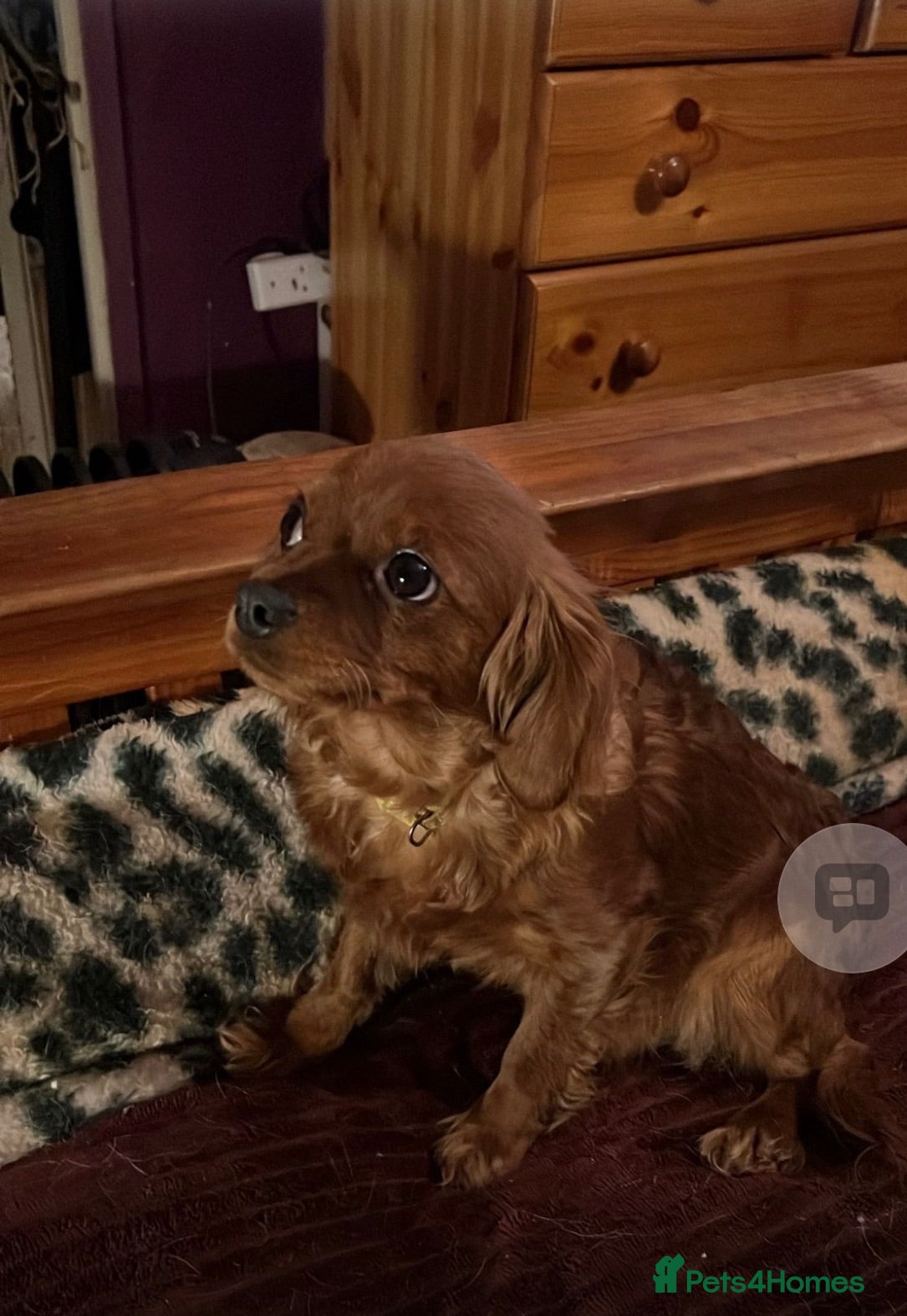 Cavapoo dogs Ms penelope henshaw - Advert 1