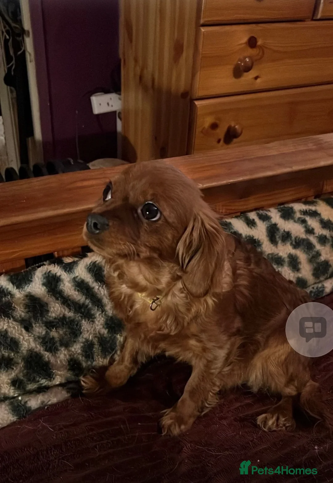 Cavapoo dogs for sale: Ms penelope henshaw in Waltham Cross - Advert 1