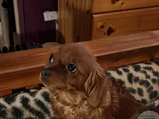 Cavapoo dogs Ms penelope henshaw - Advert 6