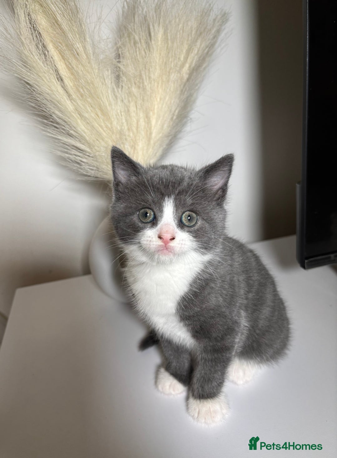 British Shorthair cats for sale: Chunky British Short Hair Kittens  - Advert 6