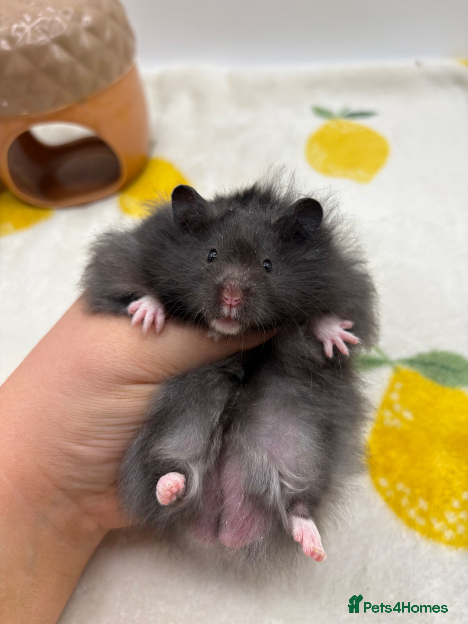 Hamster rodents Pedigree Syrian hamster pups  - Advert 1