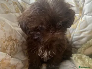 Shih Tzu dogs Beautiful imperial shihtzu boy pups - Advert 8