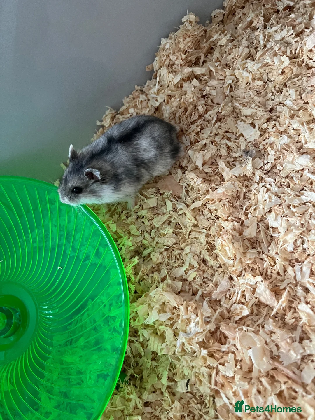 Hamster rodents for sale: Russian dwarf hamster  in Kilmarnock - Advert 2