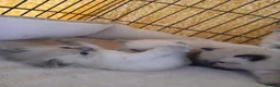 Ragdoll cats for sale: GCCF Ragdoll kittens available 28th June.  - Advert 4