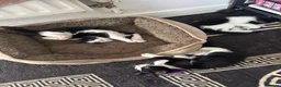 Mixed Breed cats for sale: Kittens ready to leave still available  - Advert 8