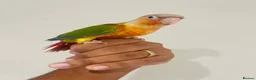 Conures birds for sale: Hand reared conures for sale  - Advert 17