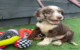 Cocker Spaniel dogs for sale: ❤️Gorgeous, Happy, Healthy, Spaniel babies 💙 - Image 21