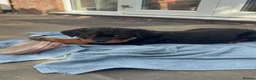 Rottweiler dogs for sale: ⭐️4 Rottweiler Boys For Sale ⭐️ - Advert 12