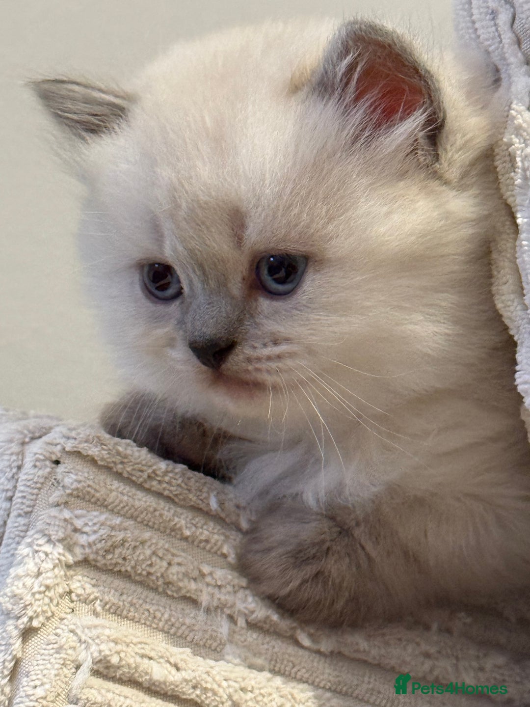 Scottish Fold cats for sale: Half Scottish half British short hair  in London - Image 33