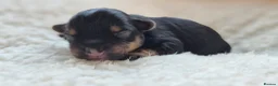Yorkshire Terrier dogs for sale: Gorgeous Lilliputian Yorkies available  - Advert 21