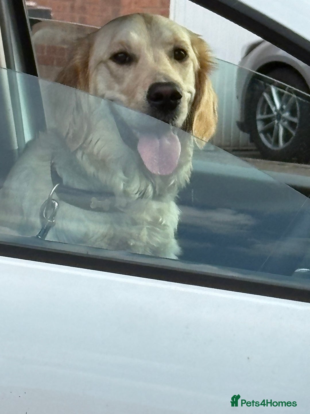 Golden Retriever dogs for sale: 1 year old female golden retriever  - Image 3