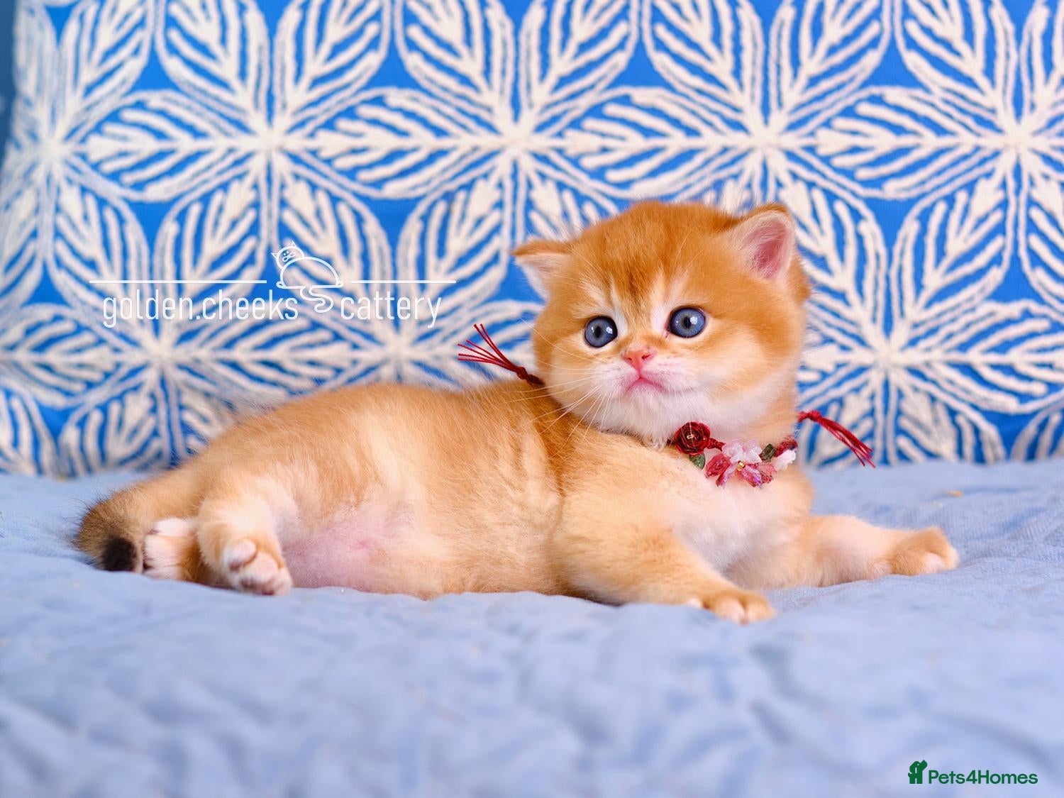 British Shorthair cats Exceptional Kittens from Outstanding Bloodlines  - Advert 2