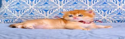 British Shorthair cats for sale: Exceptional Kittens from Outstanding Bloodlines  - Advert 6