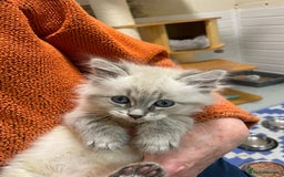 Siberian cats for sale: Tica registered kittens - Image 4