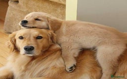 Golden Retriever dogs for sale: Golden Retriever 12 weeks old - Image 3