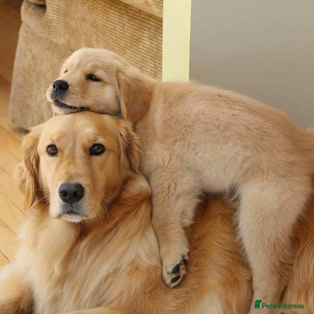 Golden Retriever dogs for sale: Golden Retriever 12 weeks old - Image 3