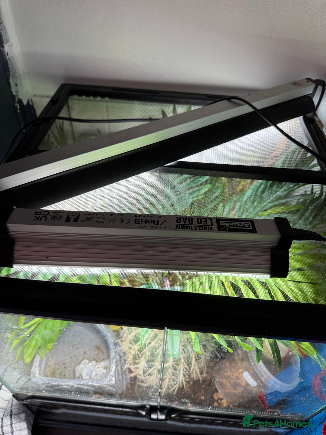 Gecko reptiles for sale: Full mourning gecko enclosure  - Image 2