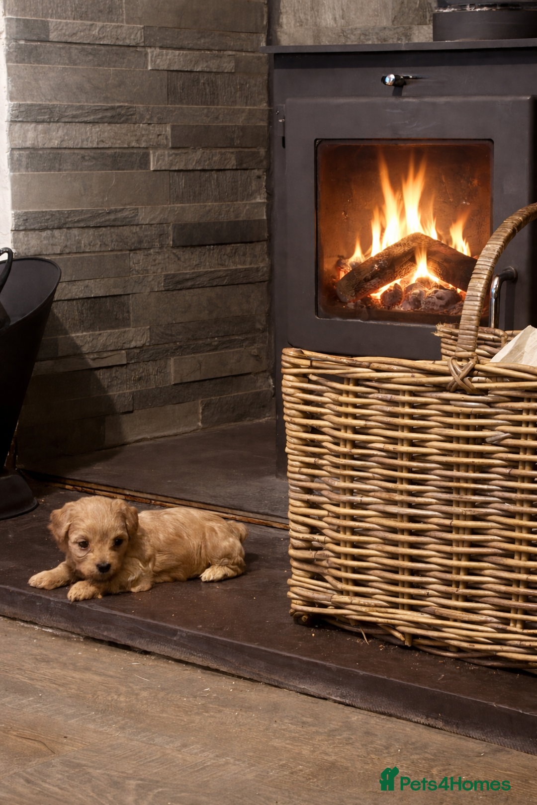 Cavachon dogs for sale: Toy Cavapoochons  - Advert 19