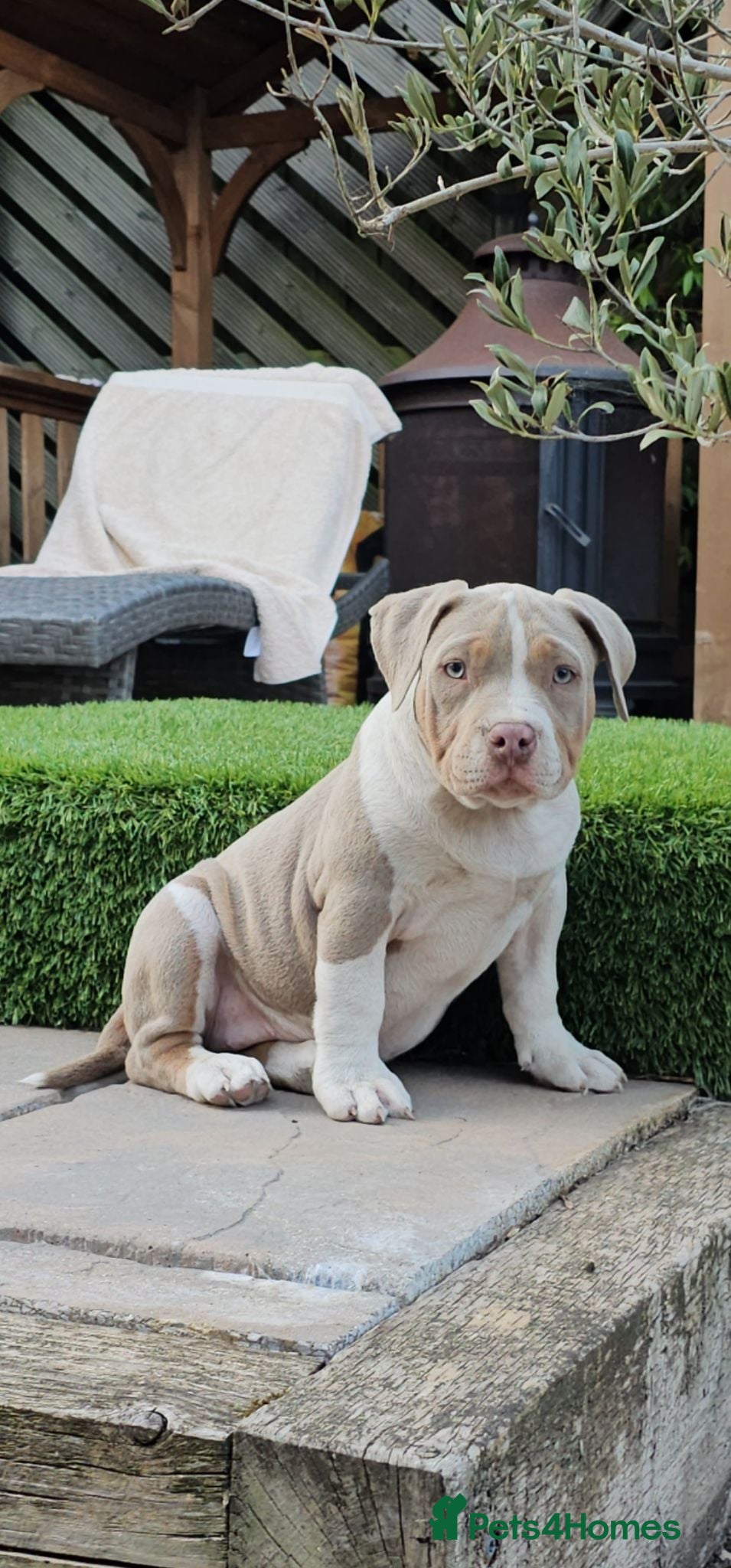 American Bully dogs Cowboyline pocket bullies (11 weeks old) - Advert 2