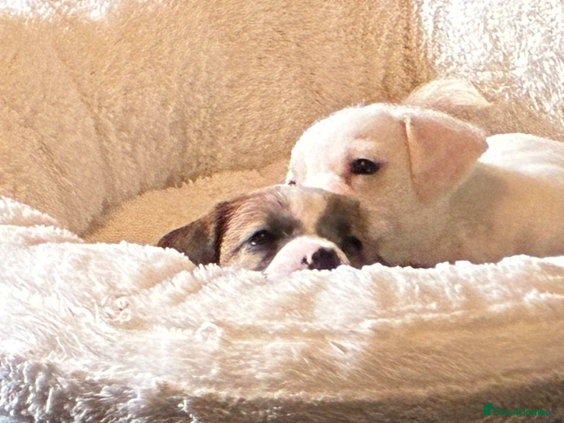 Mixed Breed dogs Teddy bear dog x Jack Russel  - Advert 12
