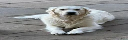 Golden Retriever dogs for stud: MURPHY: GENETICALLY CLEAR, HANDSOME STUD DOG - Advert 6