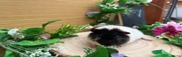 Guinea Pig rodents for sale: 5 baby male teddy guineapigs AVAILABLE  - Advert 6
