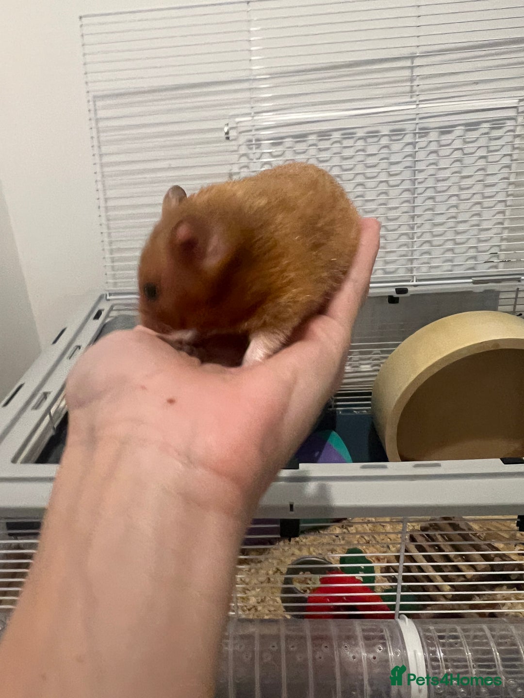 Chinchilla rodents for sale: Hamster Syrian and Full set up!  - Image 5