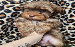 Yorkshire Terrier dogs for sale: 🧡 DNA tested parents 🤎 Chocolate Red boy  - Advert 20