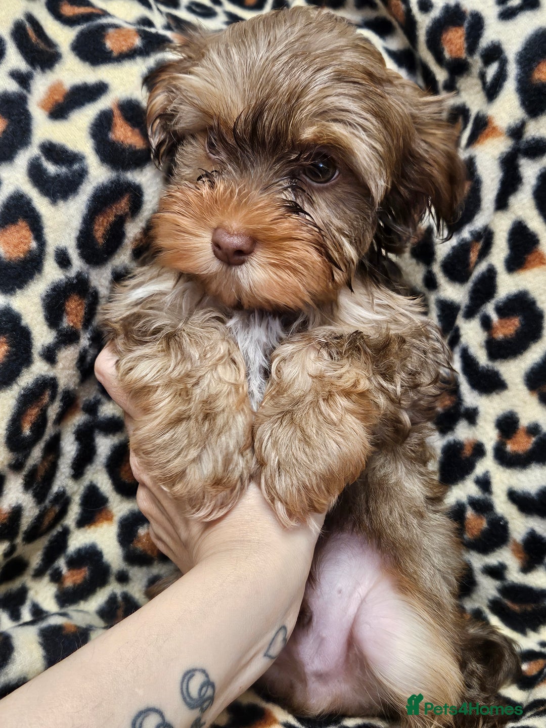 Yorkshire Terrier dogs for sale: 🧡 DNA tested parents 🤎 Chocolate Red boy  - Advert 20