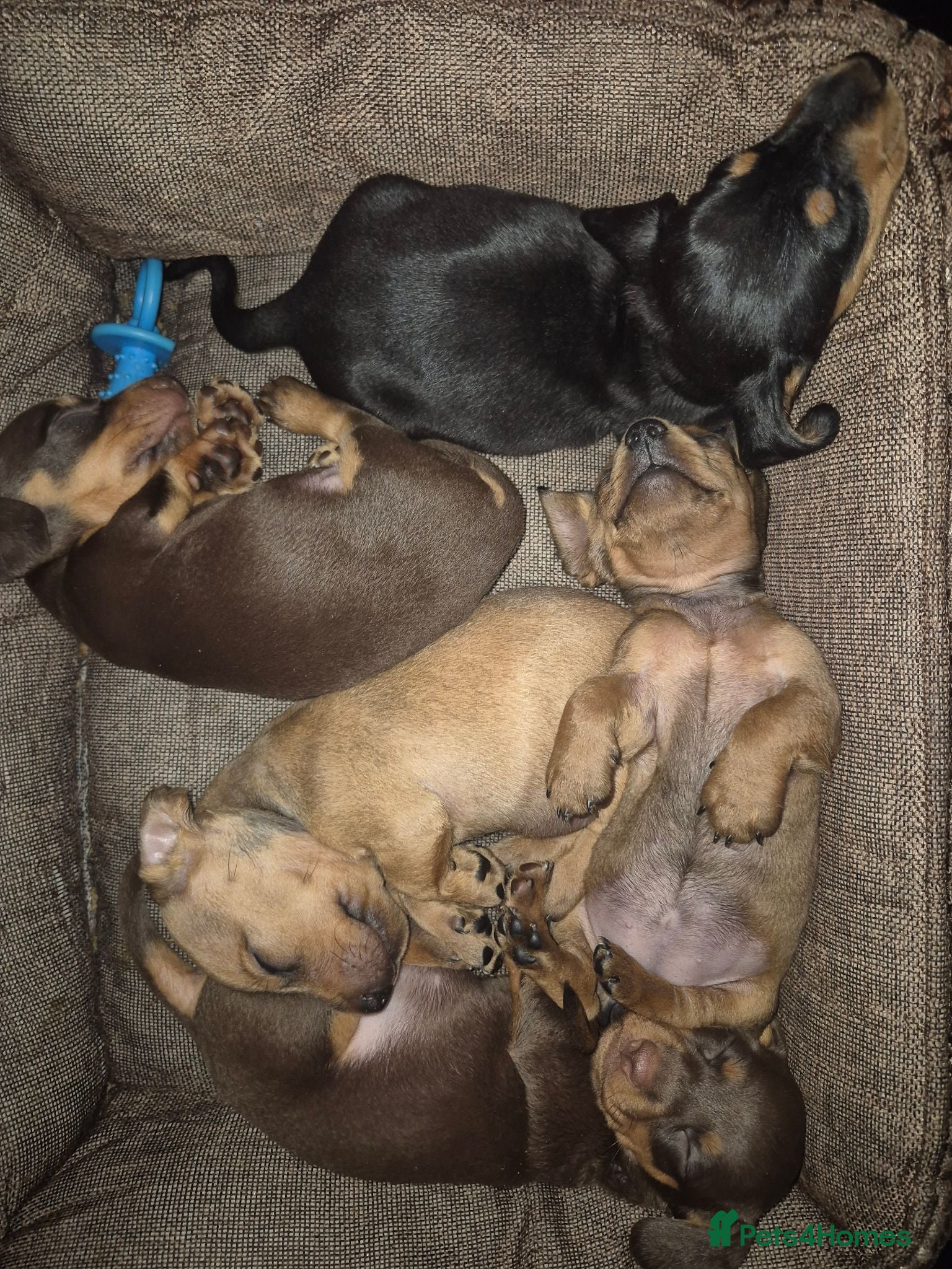 Miniature Dachshund dogs PRA CLEAR MINIATURE DACHSHUND GIRLS - Advert 19