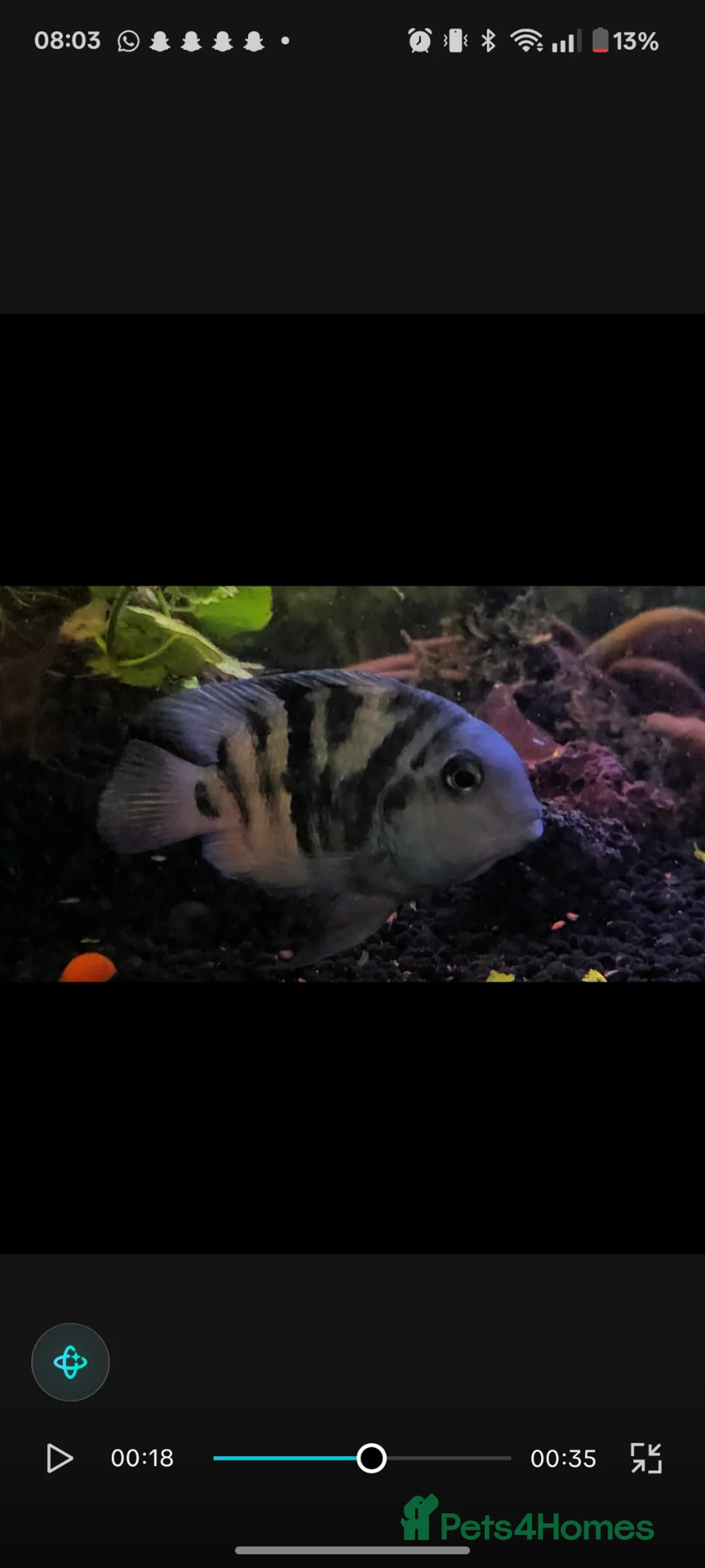 Cichlids fish for sale: 2 polar blue cichlids  - Advert 1