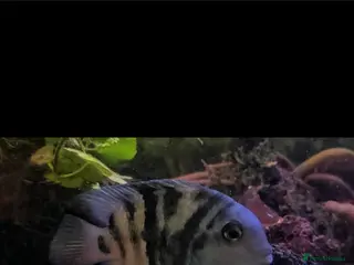 Cichlids fish 2 polar blue cichlids - Advert 2