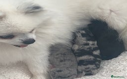 Pomeranian dogs for sale: Adorable bear faced fluffy merle Pomeranians - Image 1