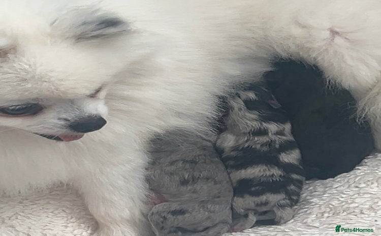 Pomeranian dogs - Advert 1