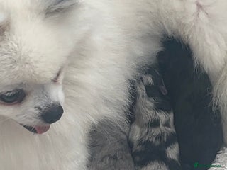 Pomeranian dogs - Advert 36