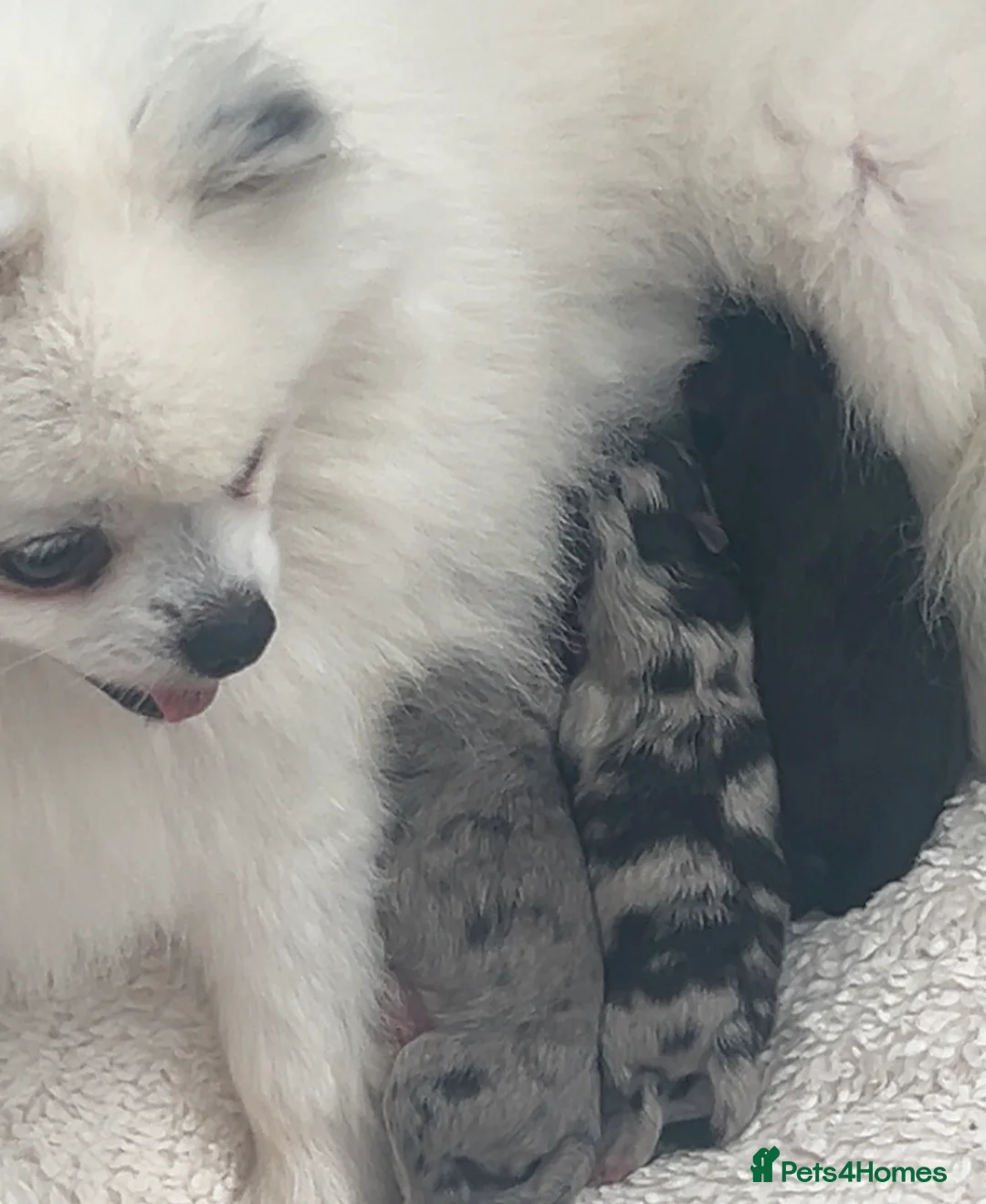 Pomeranian dogs for sale: Adorable fluffy pom puppies - Advert 5