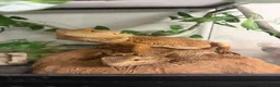Bearded Dragon reptiles for sale: 4ft viv with everything included - Advert 4
