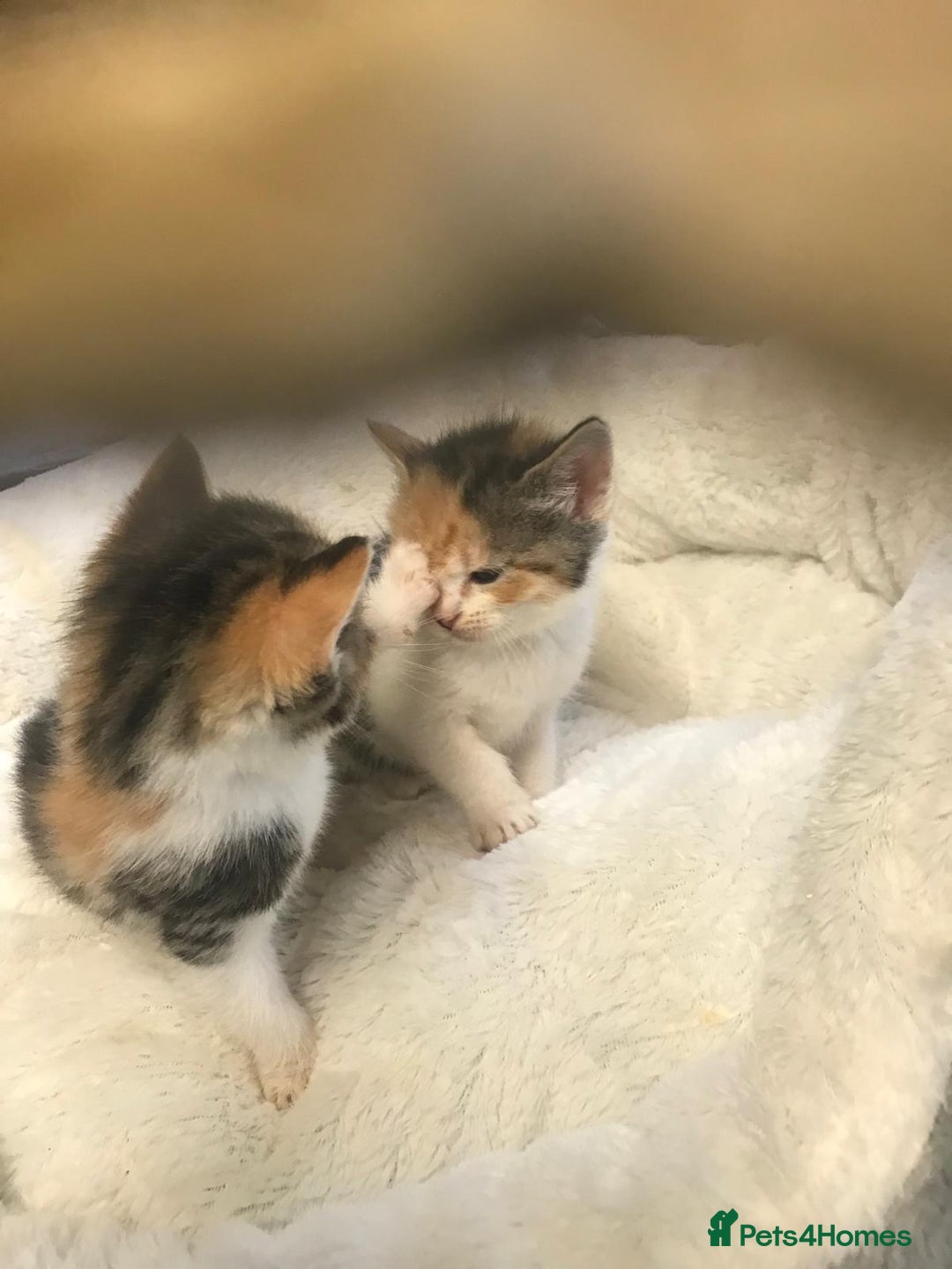 Persian cats for sale: 8 British short hair x Persian kittens  - Image 2