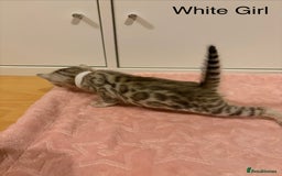 Bengal cats for sale: Pure Bengal Kittens Available  - Image 17