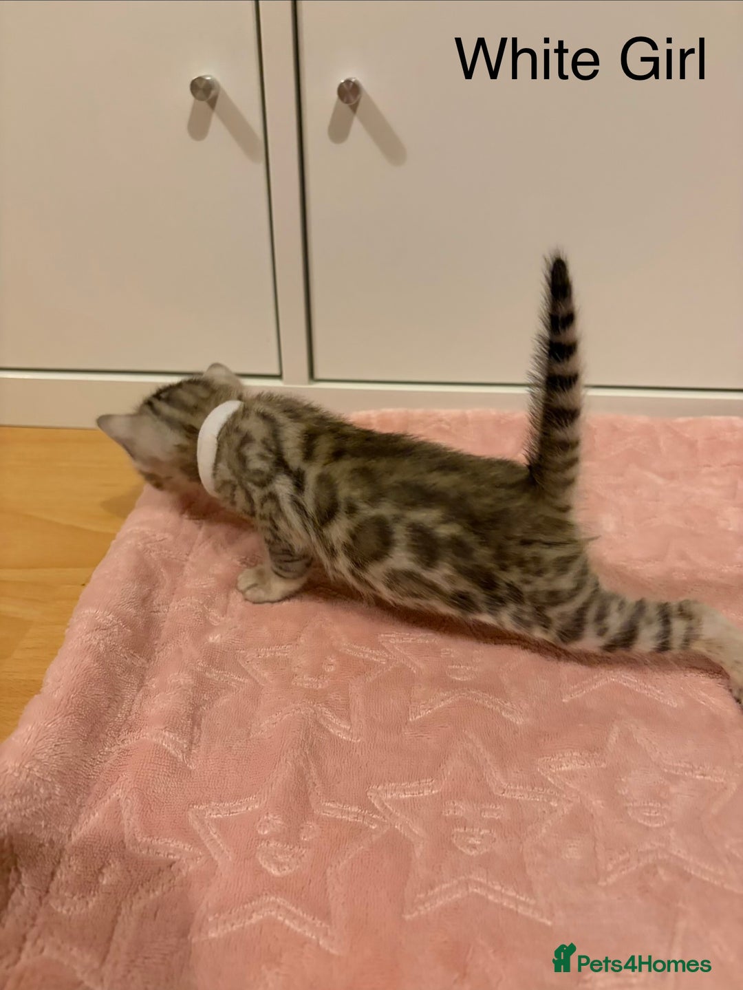 Bengal cats for sale: Pure Bengal Kittens Available  - Image 17